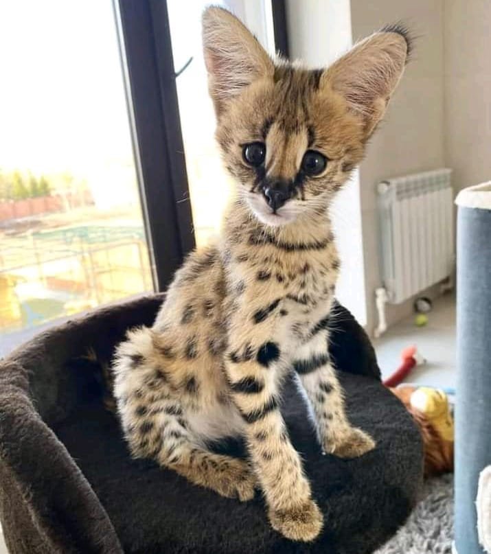 Serval Pet Kitten