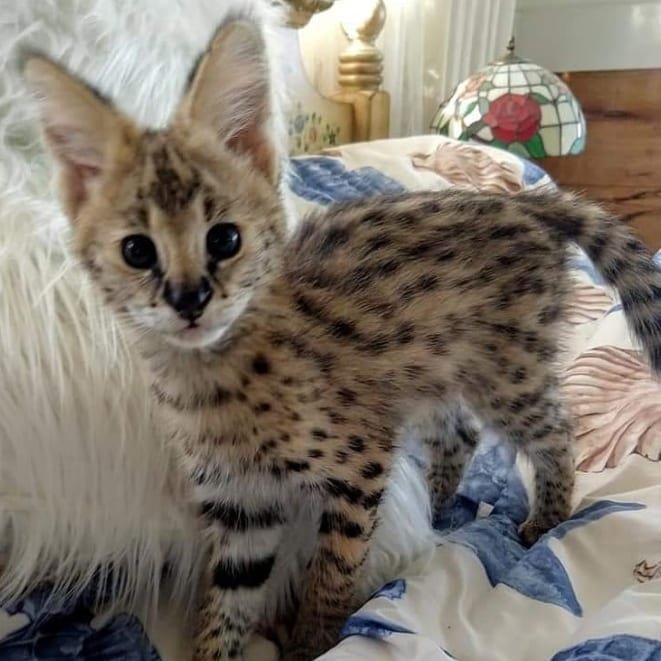 Shop - EXOTIC CATS FOR SALE