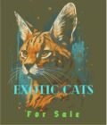 EXOTIC CATS FOR SALE